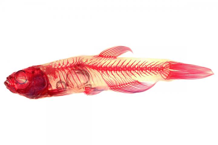 Zebrafish with Curved Spine