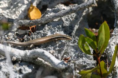 24 New Species of Lizards Discovered on Caribbean Islands are Close to Extinction (2 of 3)