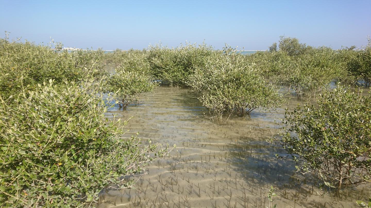 Mangroves