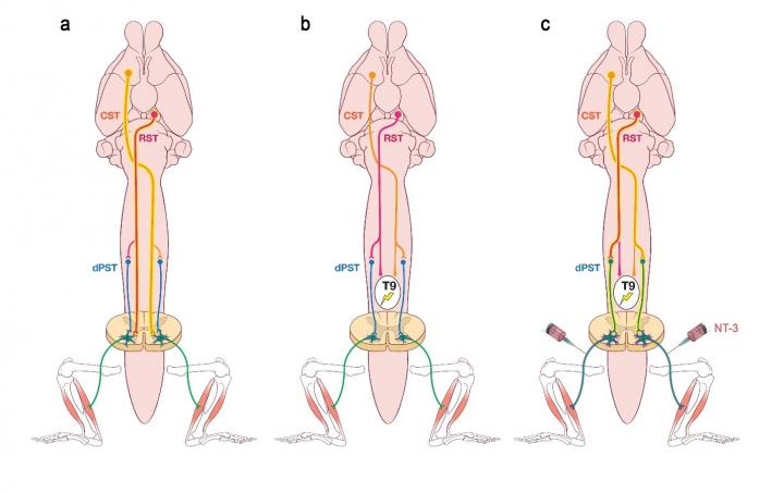 Descending Motor Circuitry Required for NT-3 Mediated Locomotor Recovery after Spinal Cord Injury