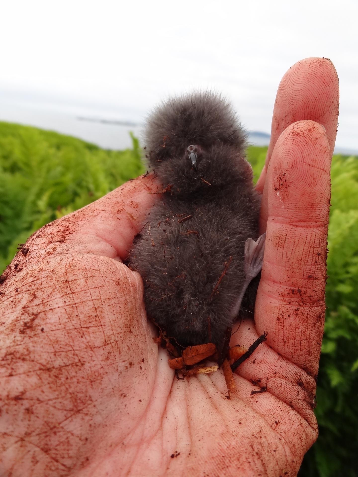 A young Leach's Storm-petrel chick