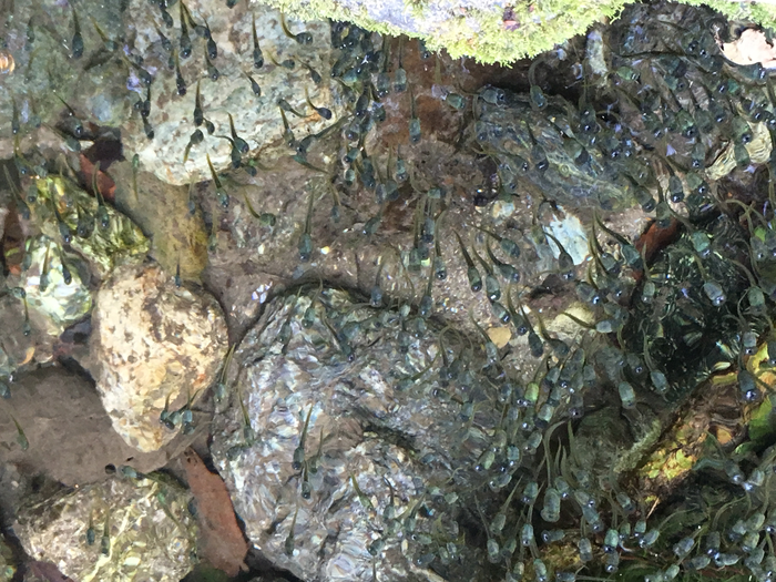 Duellmanohyla ignicolor tadpoles