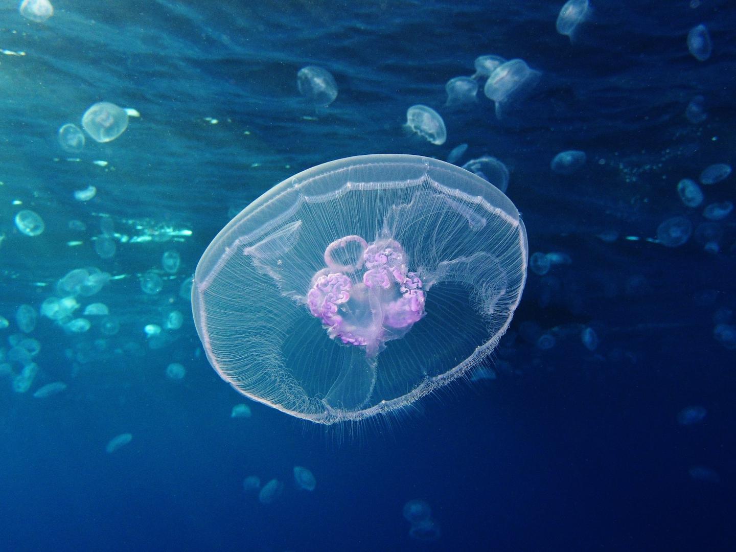 First Jellyfish Genome Reveals Ancient Beginnings of Complex Body Plan