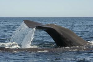 Sperm Whale 2