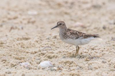 Shorebird