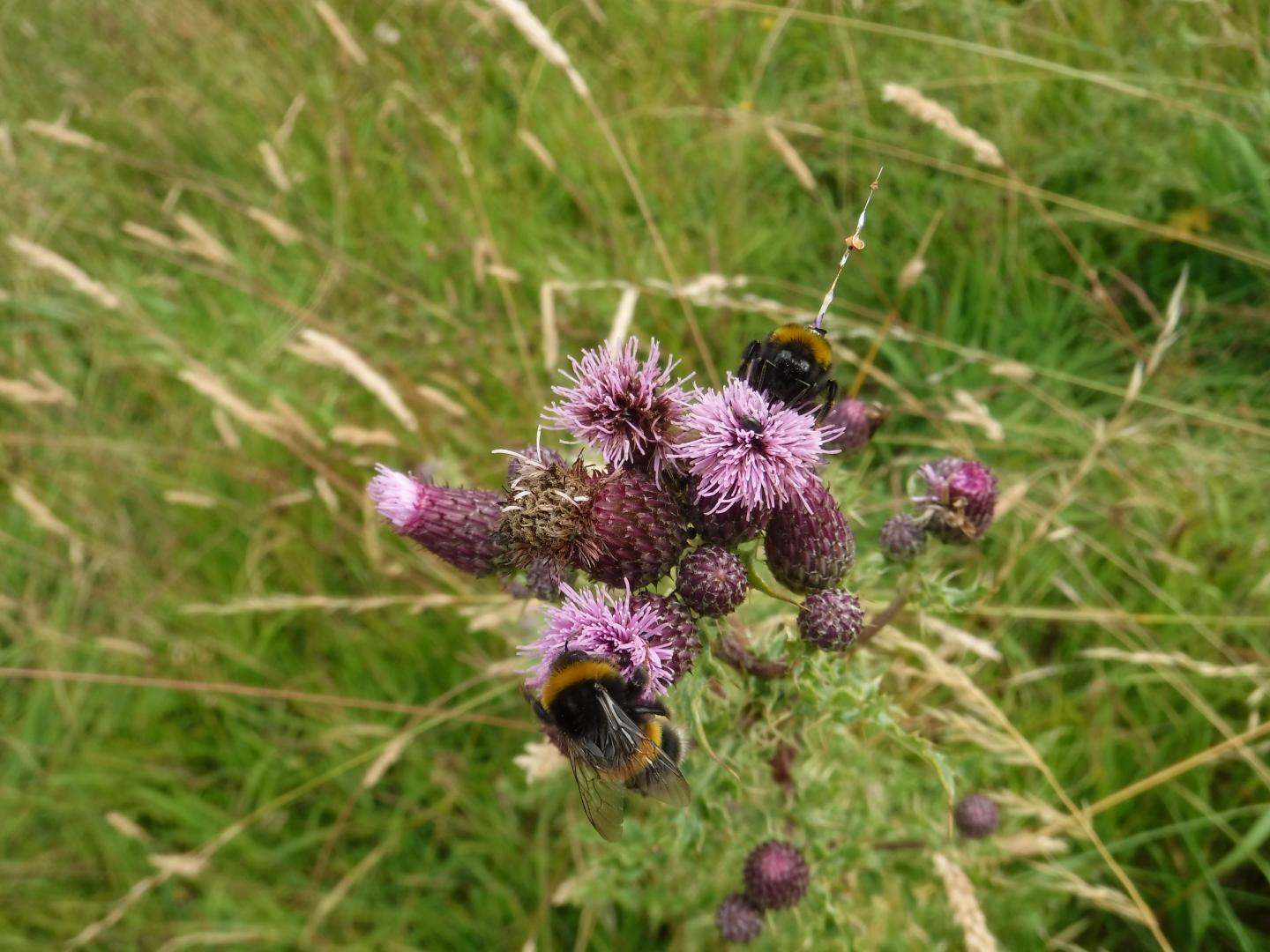 Bumblebee Wearing a Radar Transponder