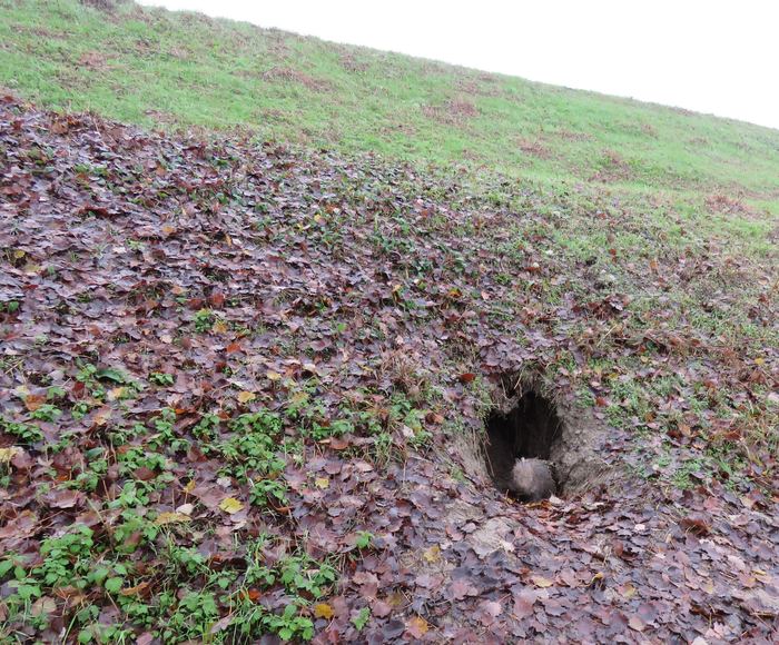 Porcupine in a levee den