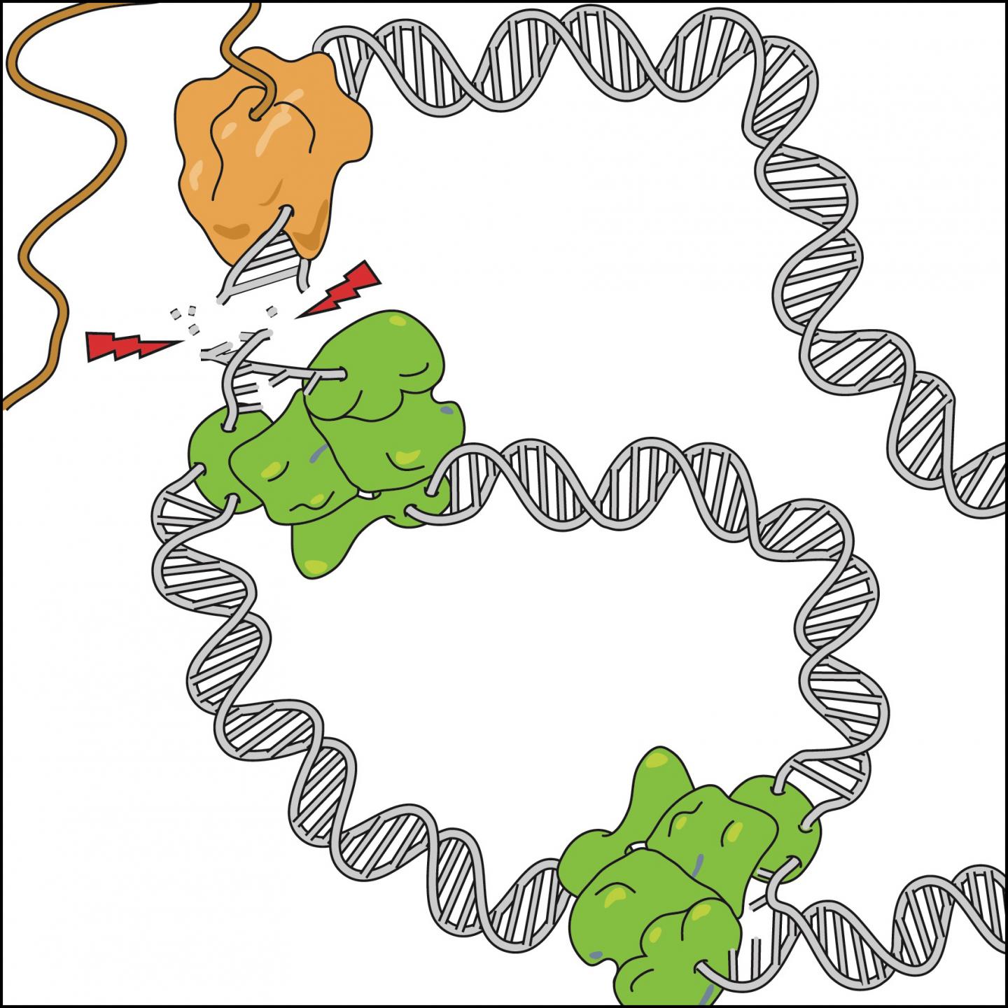 DNA Replication