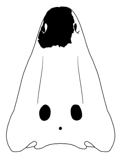 <i>K. collinsoni</i> Fossil