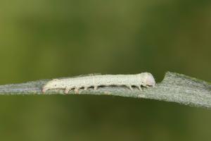 Herbivory  on plants