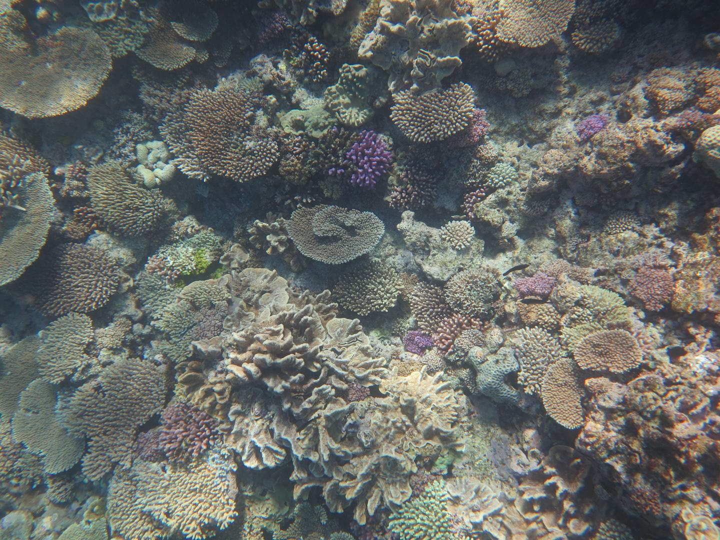 One Tree Island Coral