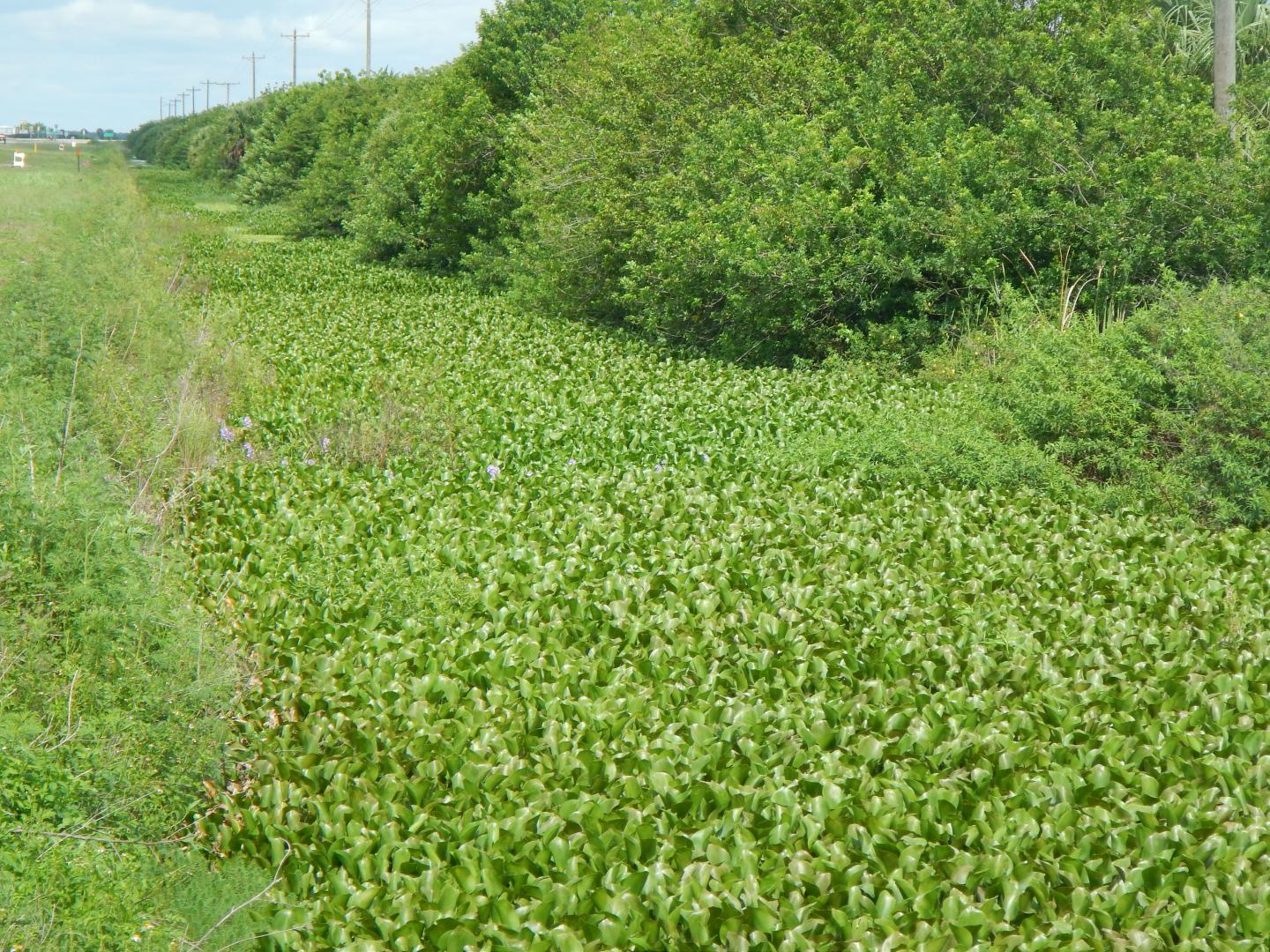 Water Hyacinth