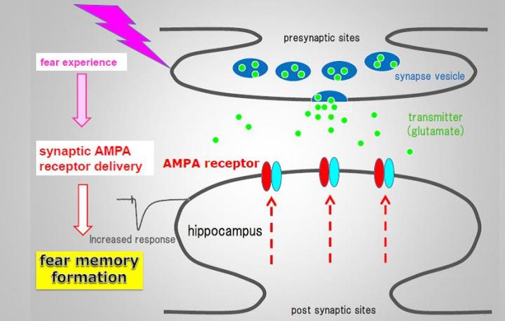 Figure AMPA Receptors