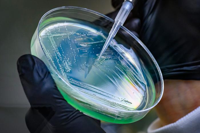 Pseudomonas on petri dish