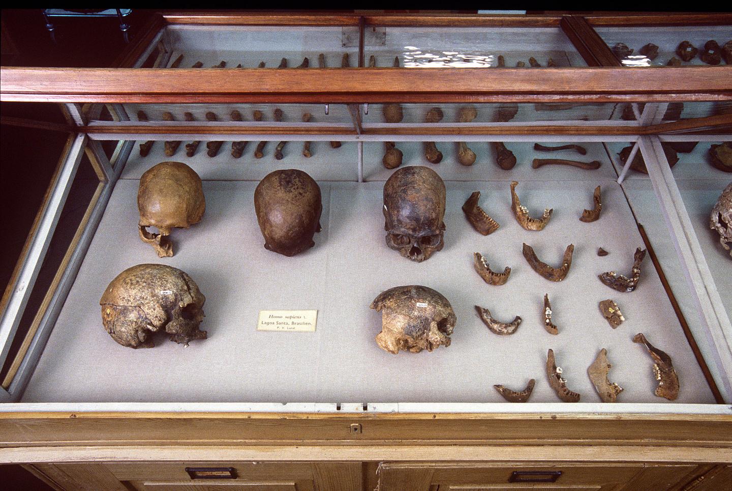 Skulls from P.W. Lund's Collection