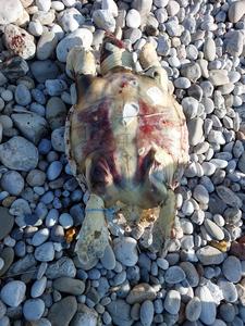 A dead loggerhead turtle