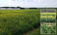 Cover Crops 2