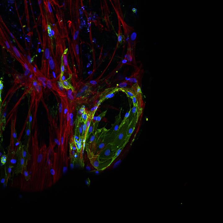 Hydrogel-Microfiber Composite with Human Cells