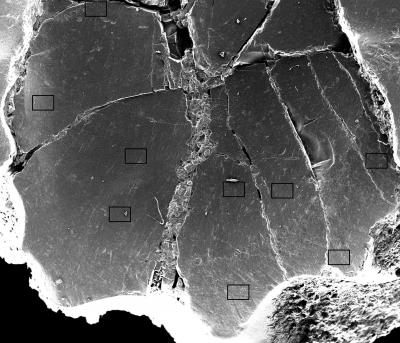 Highly Magnified View of Hadrosaur Tooth