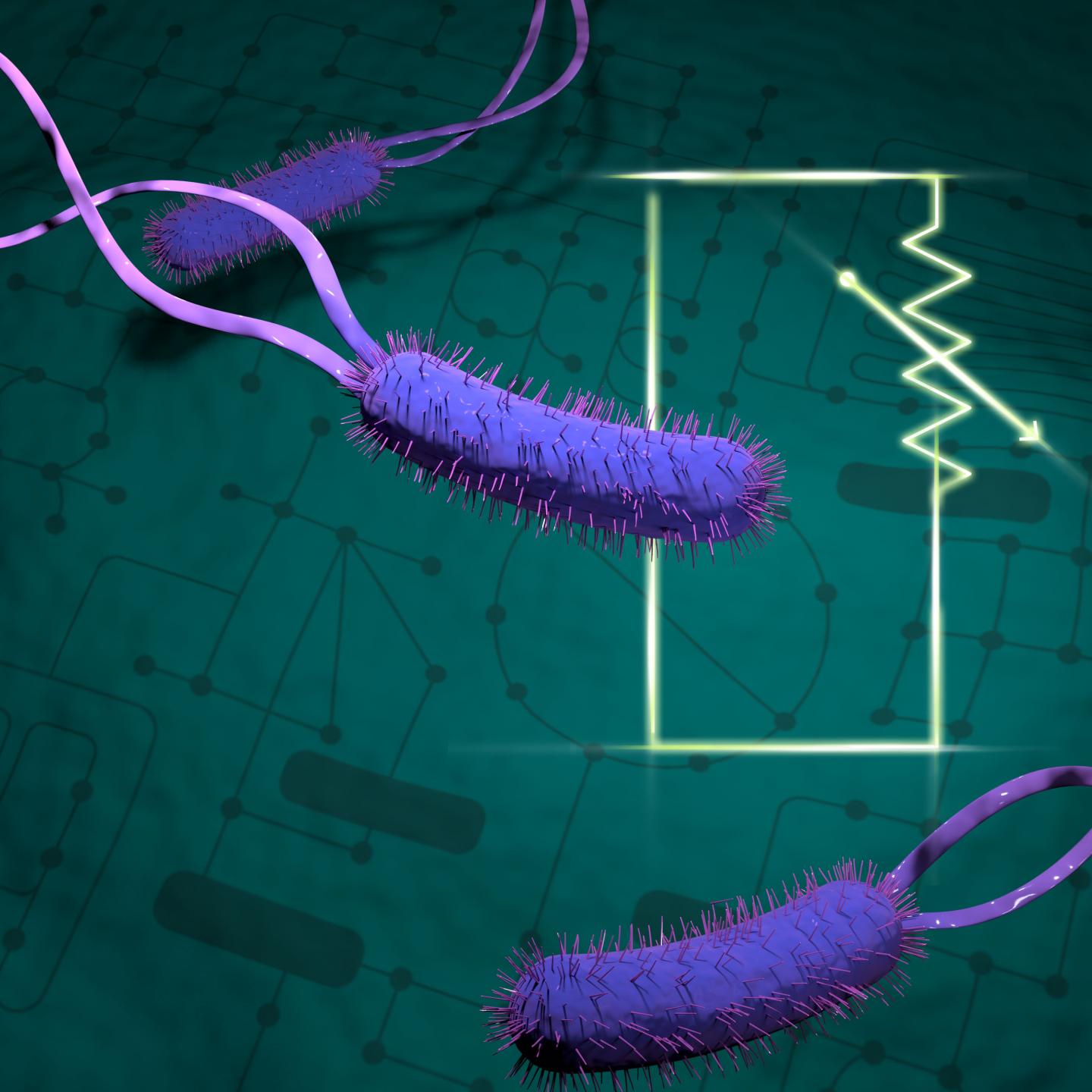 E. coli and circuitry