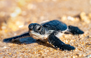 Tracking turtle nesting grounds | EurekAlert!