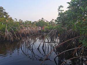 Intact mangroves in the Democratic Republic of Congo, in the mouth of the Congo River, where some of the highest carbon stocks in the world have been recorded.