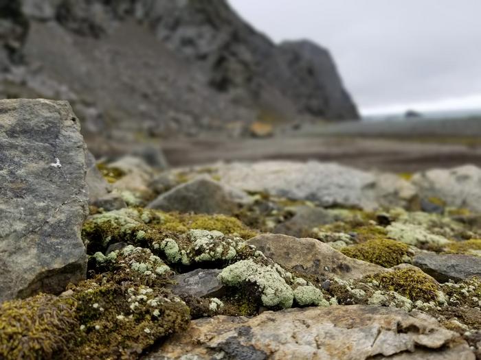 Lepraria lichens in Antarctica