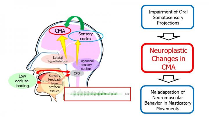 Consequences of Low Occlusal Loading on Mastication