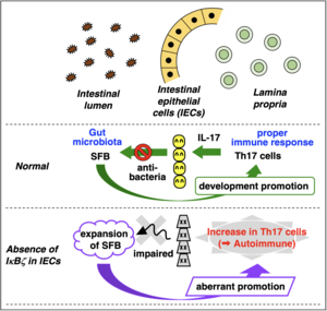 Intestinal epithelial cells serve as an integral component in the regulatory loop consisting of gut microbes and host immune cells