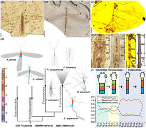 The early evolution of twig mimicry within Phasmatodea.