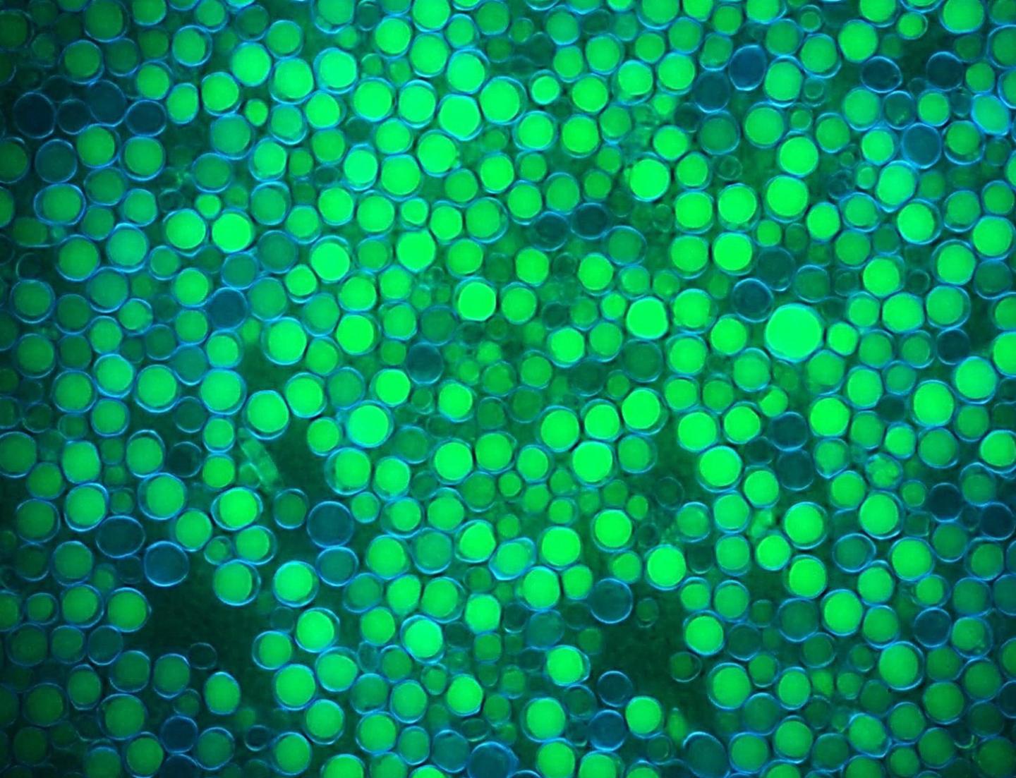 Mass Biofuel Production Without Mass Antibiotic Use (1 of 1)