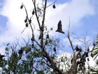 Daytime Roost of a Flying Fox Colony