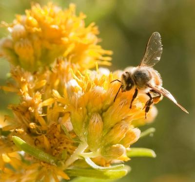 Old Bees Collect Nectar and Pollen