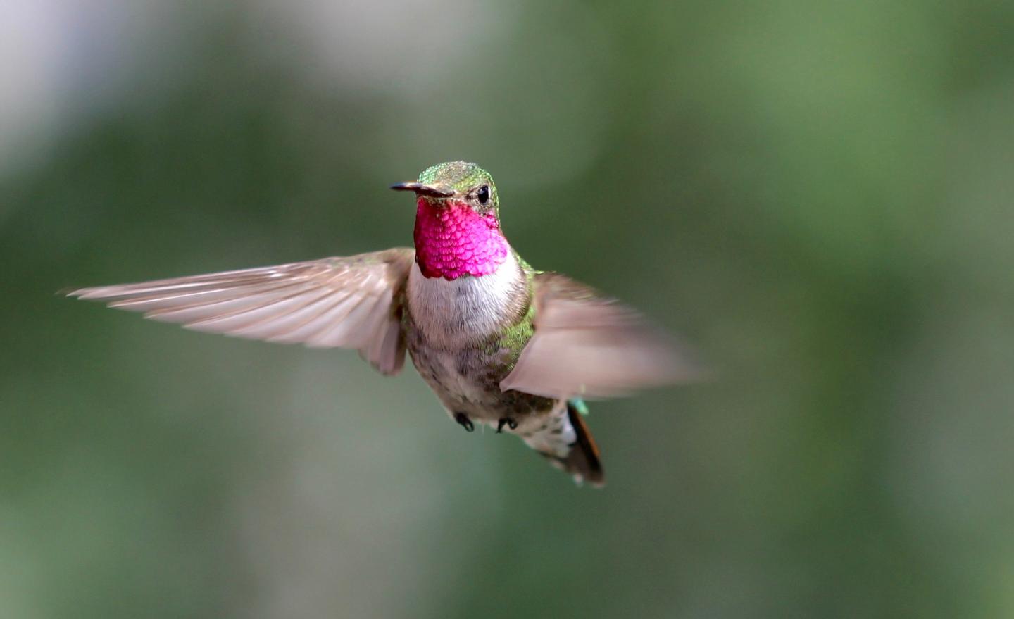 A male Broad-tailed Hummingbird (Selasphorus platycercus)