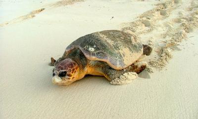 Loggerhead Turtle