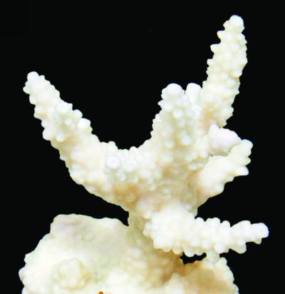 Coral Bleaching Due to Low Nutrients