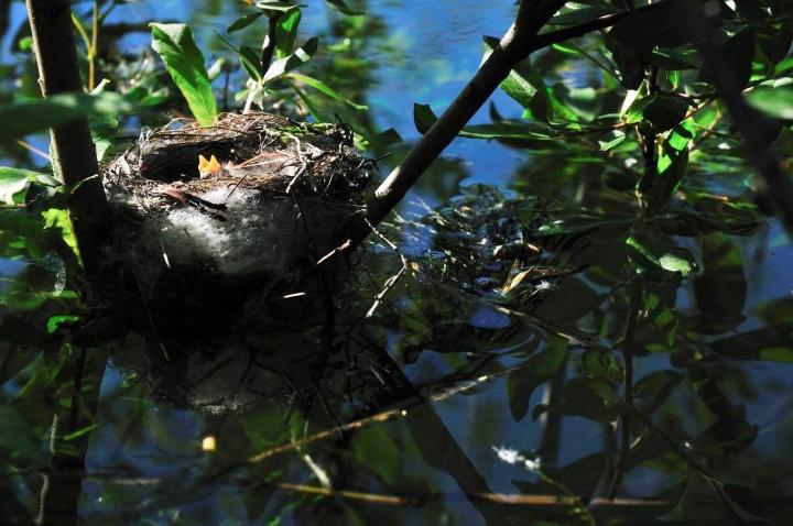 Yellow Warbler Nest