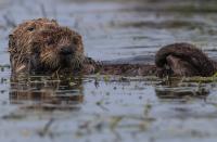 Sea Otter and Baby