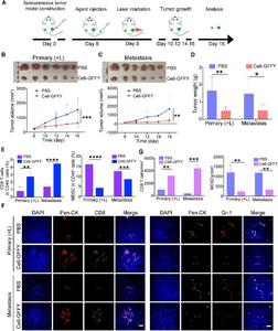 Ce6-GFFY activates anti-tumor immunity and suppresses metastatic tumor growth