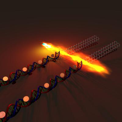 Representation of DNA Assembly of Graphene Transistor