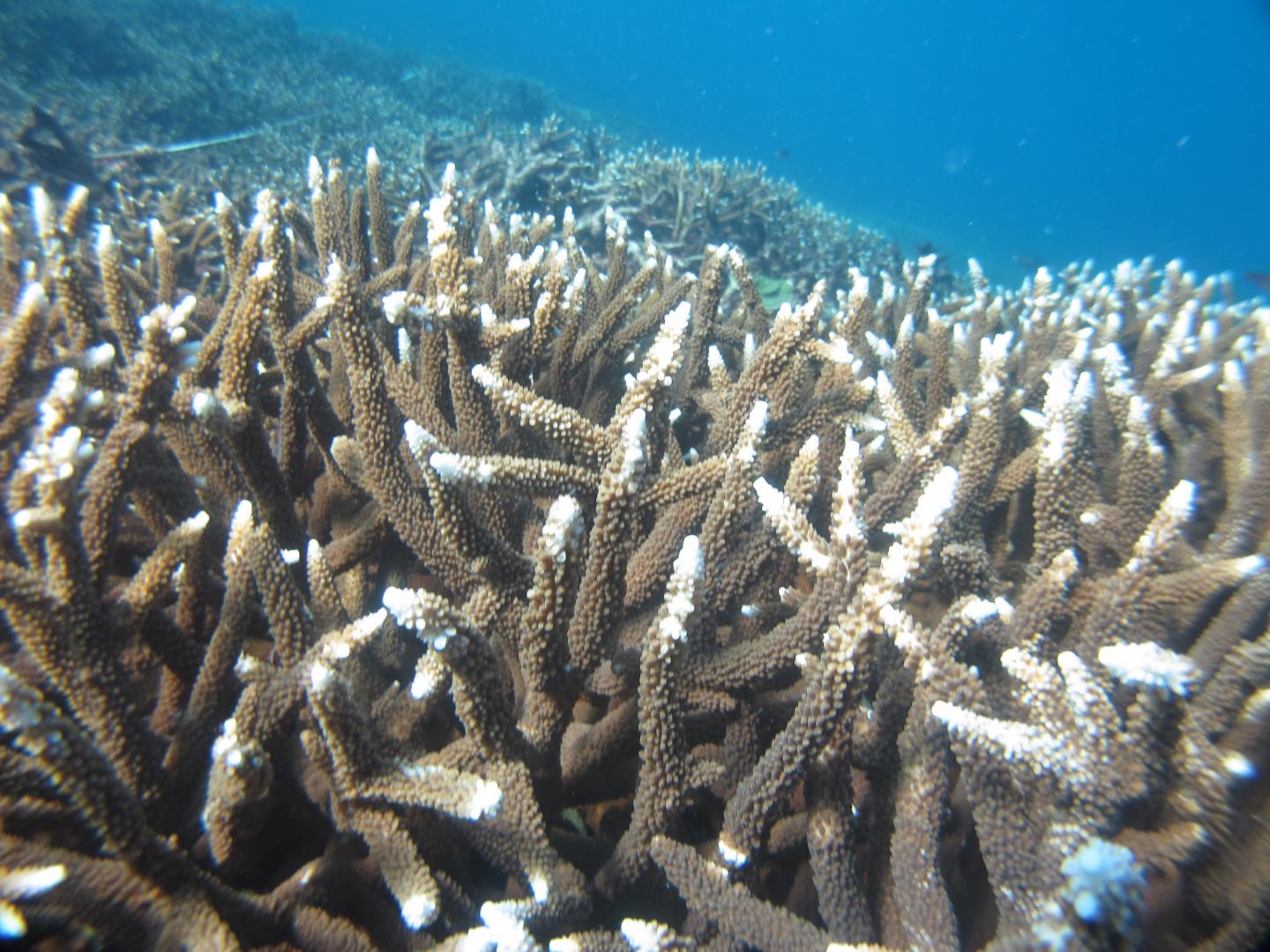 Coral Loss on Palm Islands Lon [IMAGE] EurekAlert! Science News Releases