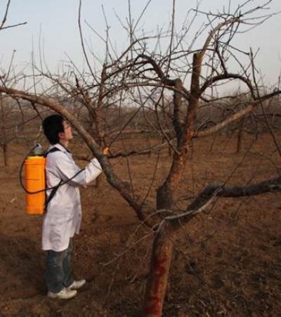 Zinc Sulfate, Sugar Alcohol Zinc Sprays Improve Apple Quality