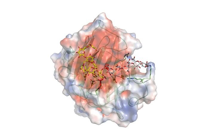 Xyloglucan xyloglucosyl transferase