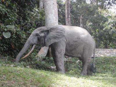 Forest Elephant