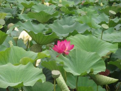The Lotus Plant
