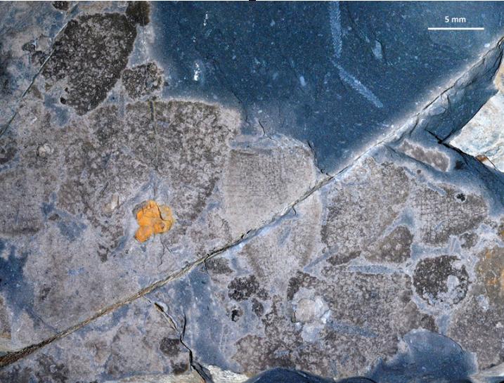 Fossil Treasure-trove Reveals Post-extinction World Ruled by Sponges