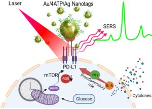 New Nanoprobes Developed to Monitor PD-L1-related Biological Processes