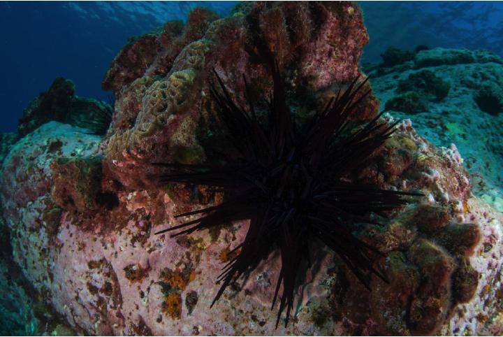 Roaming Urchin