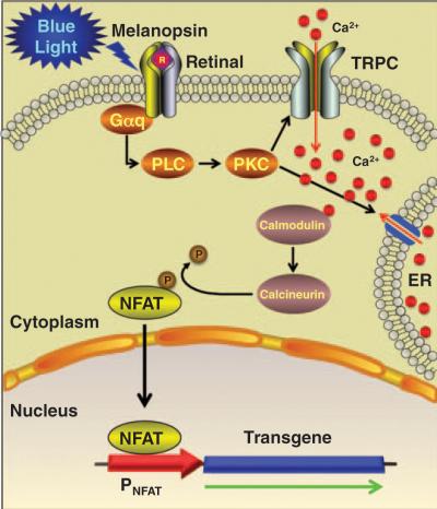 Blue Light Activates Genes on Demand (7 of 7)