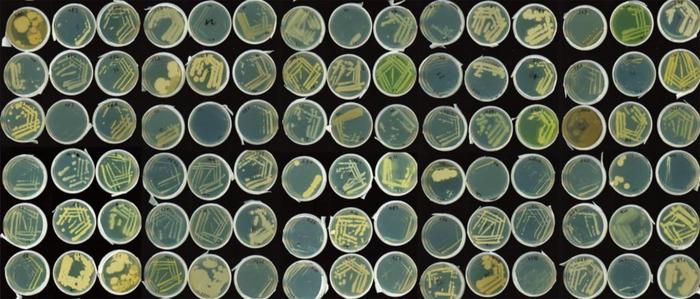 Culture collection of root-associated bacteria